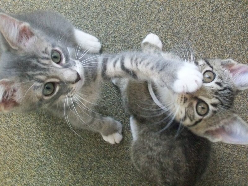 Two Tabby Kittens Playing