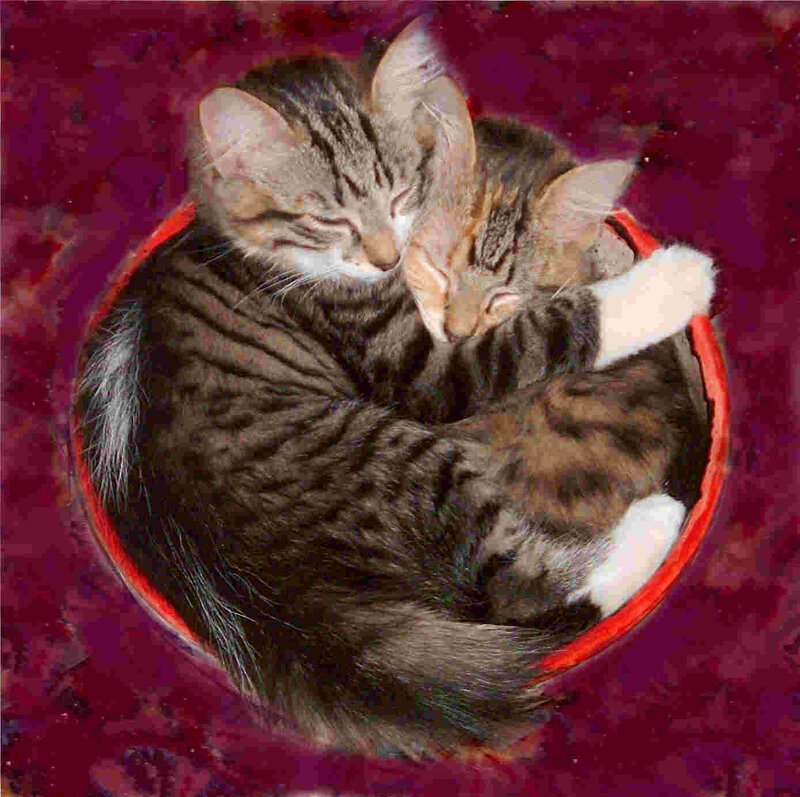 Two Tabby Kittens — Purple, Peaceful, Photograph, Red Bowl