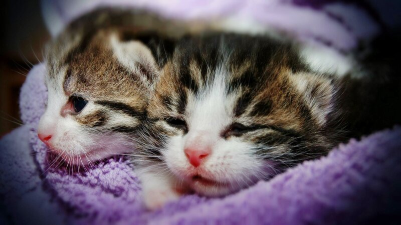 Two Tabby Kittens — Purple, Peaceful