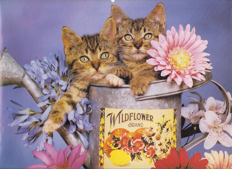 Two Tabby Kittens — Purple
