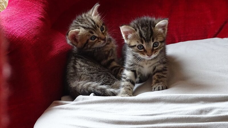 Two Tabby Kittens — Red, Calm, Photograph