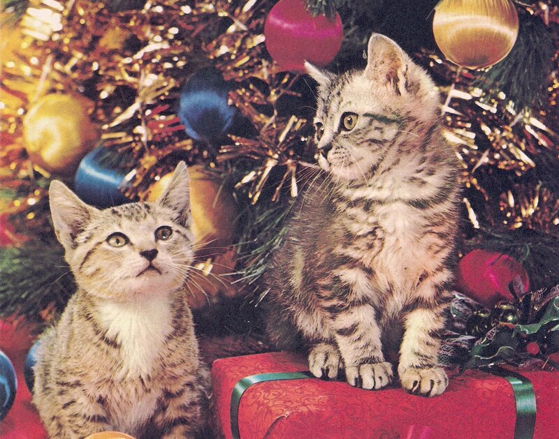 Two Tabby Kittens — Red, Festive