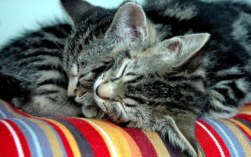 Two Tabby Kittens — Red, Peaceful, Photograph, Pillow