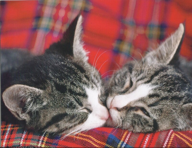 Two Tabby Kittens — Red, Peaceful, Photograph