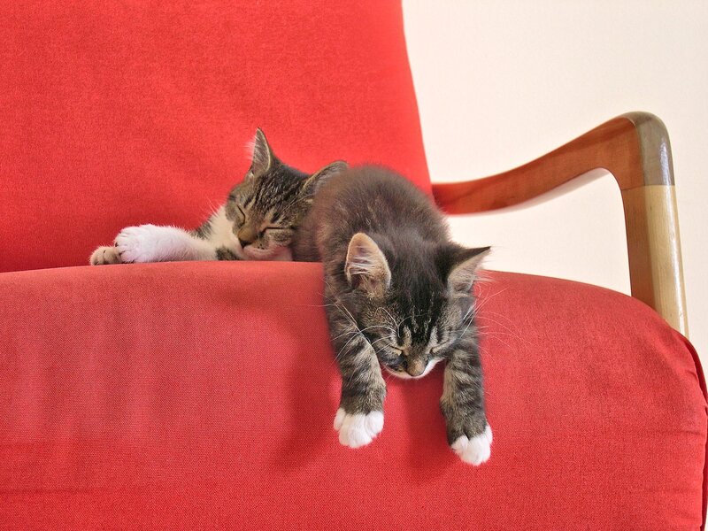 Two Tabby Kittens — Red, Peaceful
