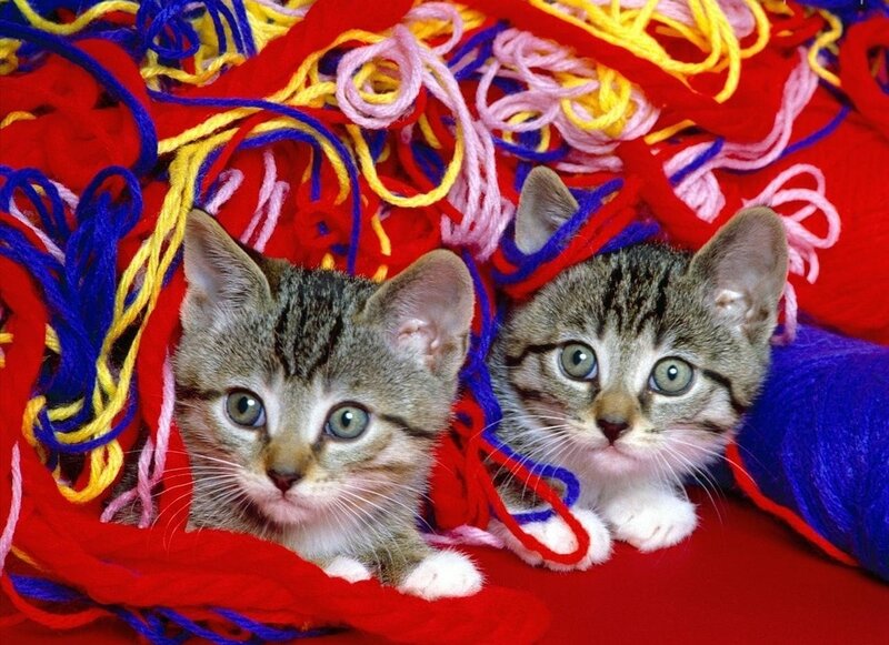 Two Tabby Kittens — Red, Playful
