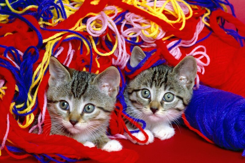 Two Tabby Kittens — Red