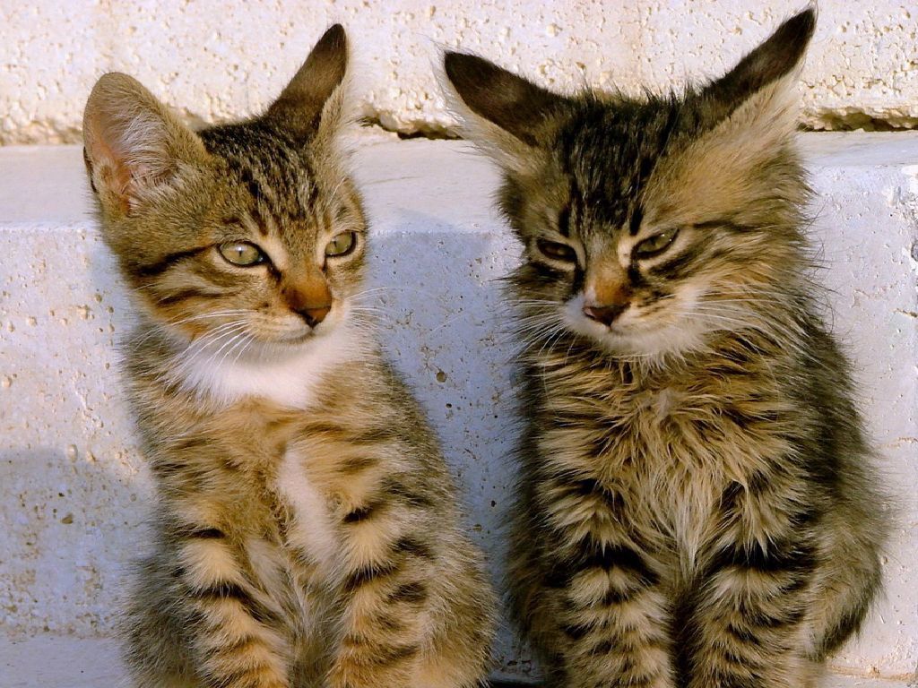 Two tabby kittens sitting together