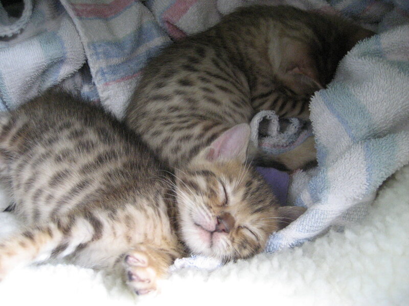 Two Tabby Kittens Sleeping — Brown