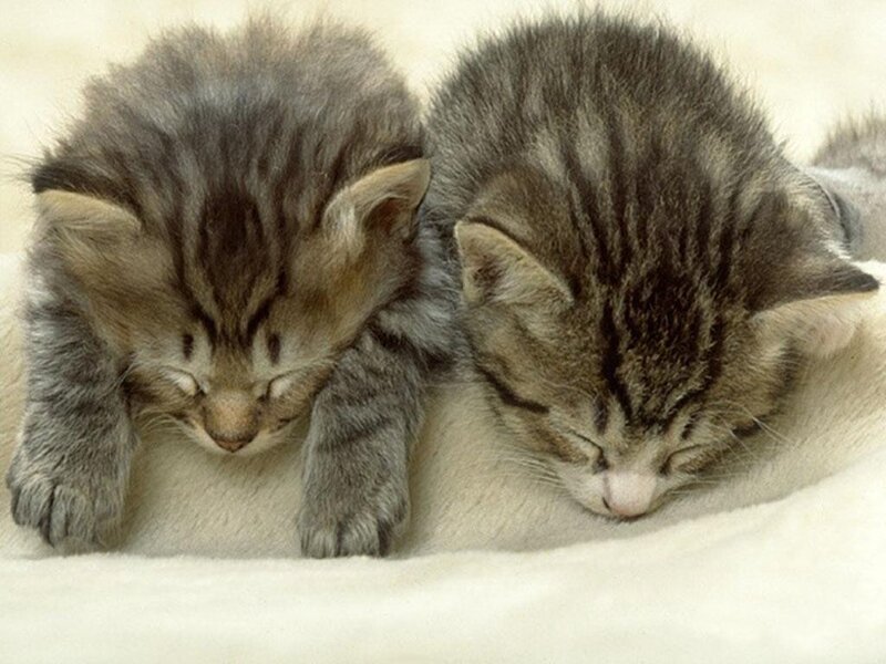 Two Tabby Kittens Sleeping — Gray