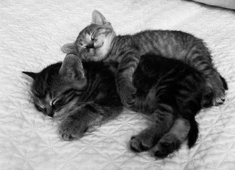 Two Tabby Kittens Sleeping