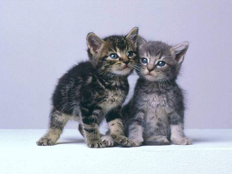 two tabby kittens together