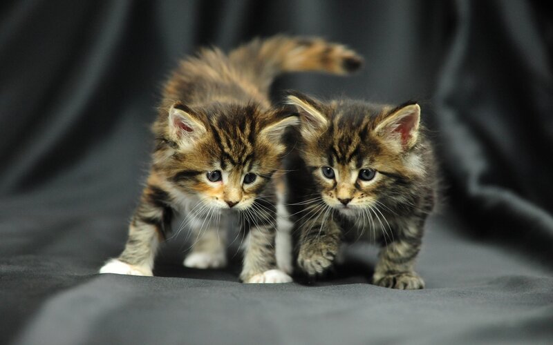 Two tabby kittens walking