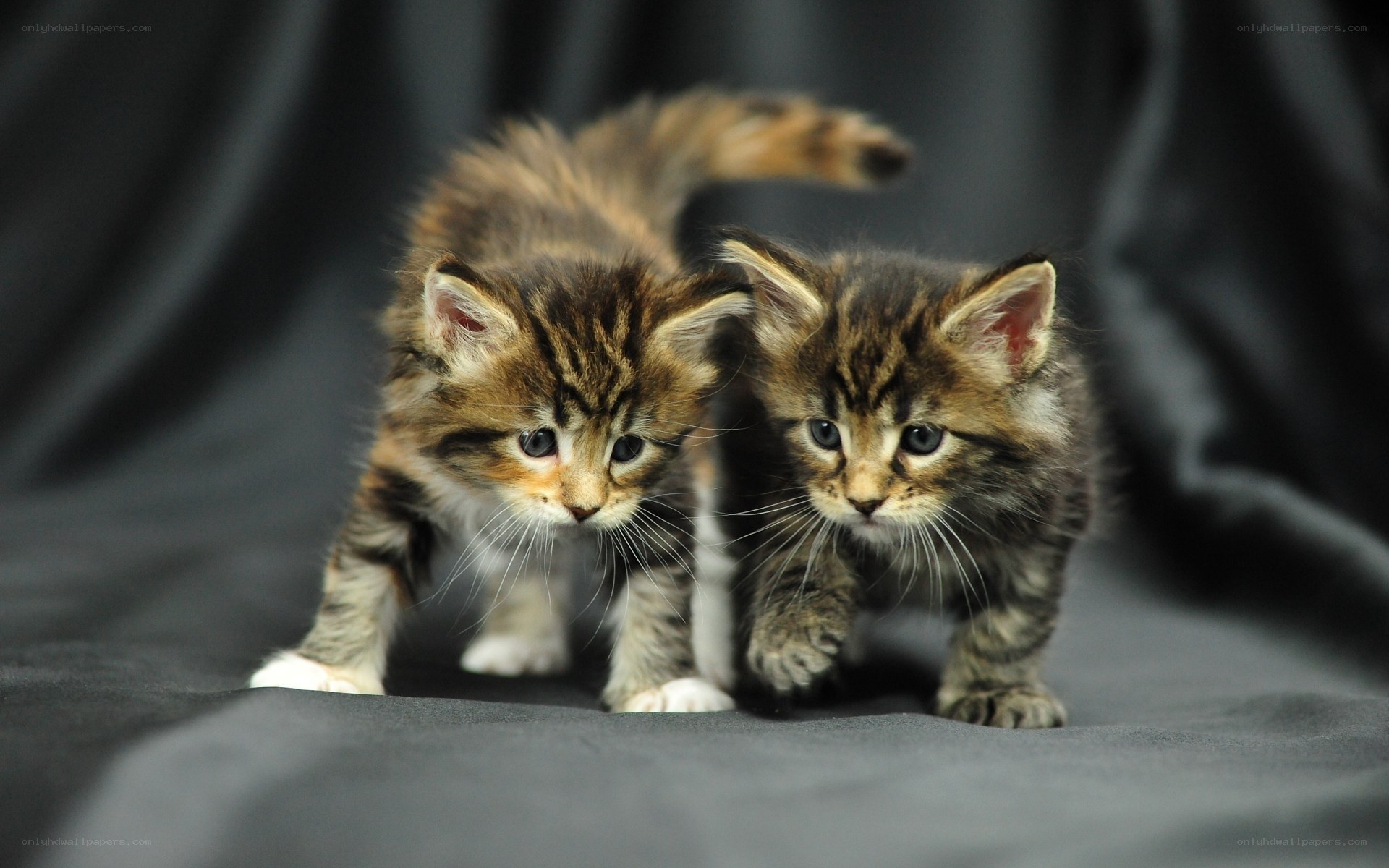 Two tabby kittens walking