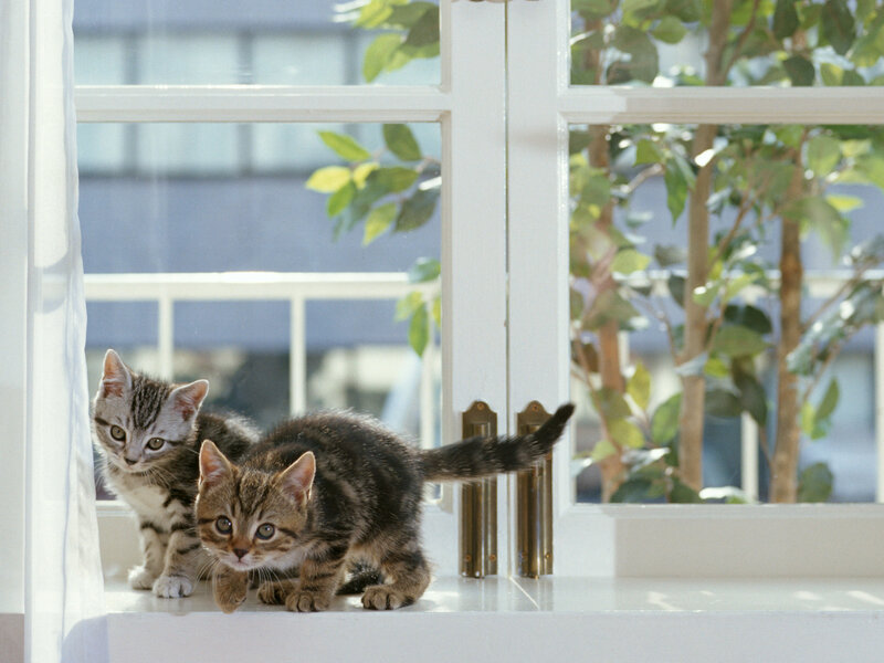 Two Tabby Kittens — White, Calm, Morning, Photograph