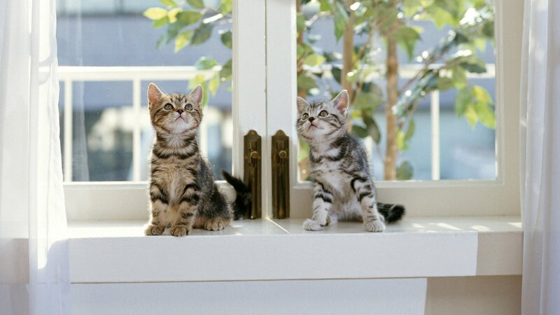 Two Tabby Kittens — White, Calm, Morning, Photograph, Window, Plant, Curtain, Gray