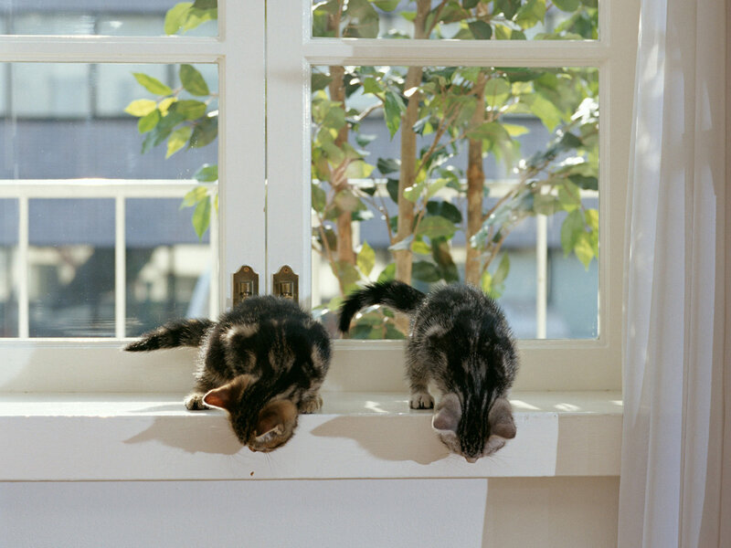 Two Tabby Kittens — White, Calm, Morning, Photograph, Window, Plant, Curtain