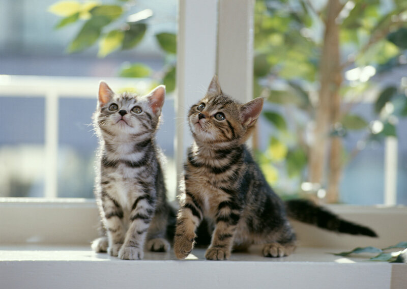 Two Tabby Kittens — White, Calm, Morning, Photograph, Window Sill
