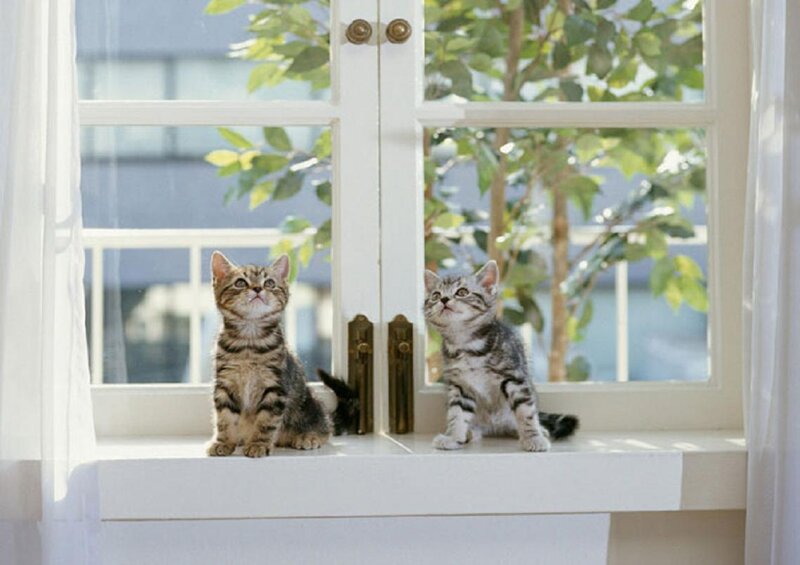 Two Tabby Kittens — White, Calm, Morning, Photograph, Window
