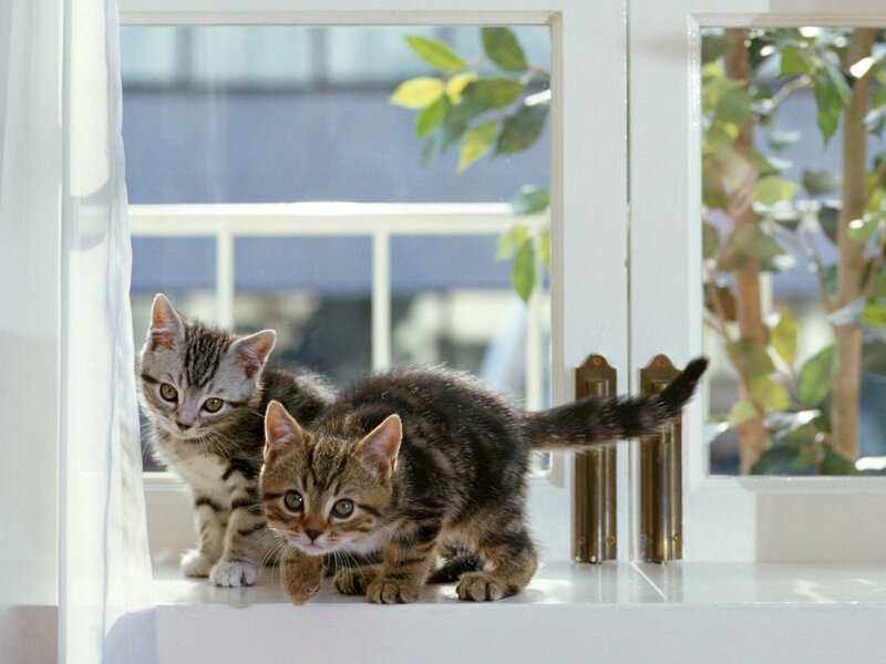 Two Tabby Kittens — White, Calm, Morning