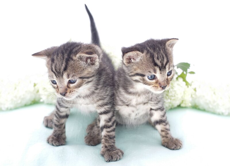 Two Tabby Kittens — White, Calm, Photograph, Flowers, Blanket