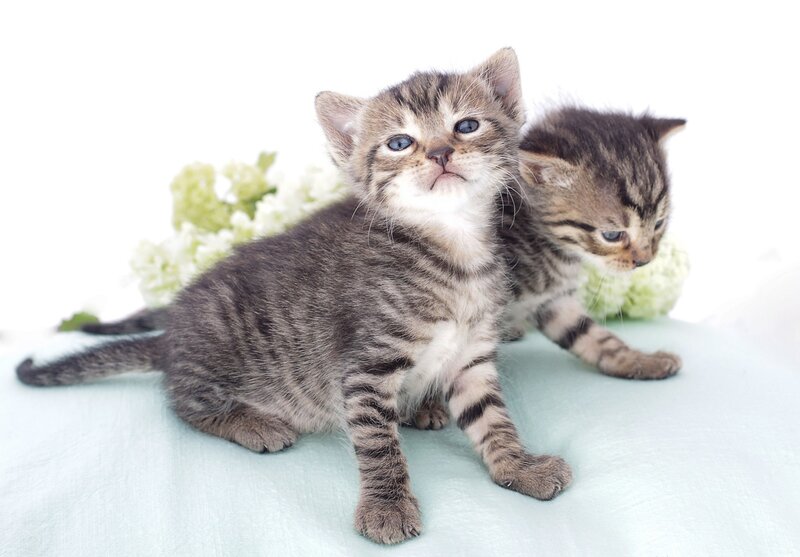 Two Tabby Kittens — White, Calm, Photograph, Flowers