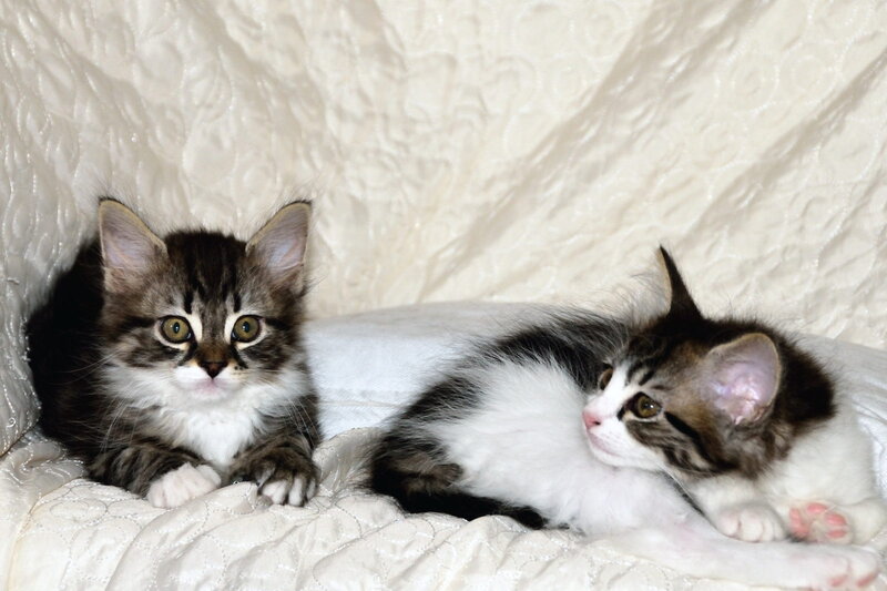 Two Tabby Kittens — White, Calm, Photograph