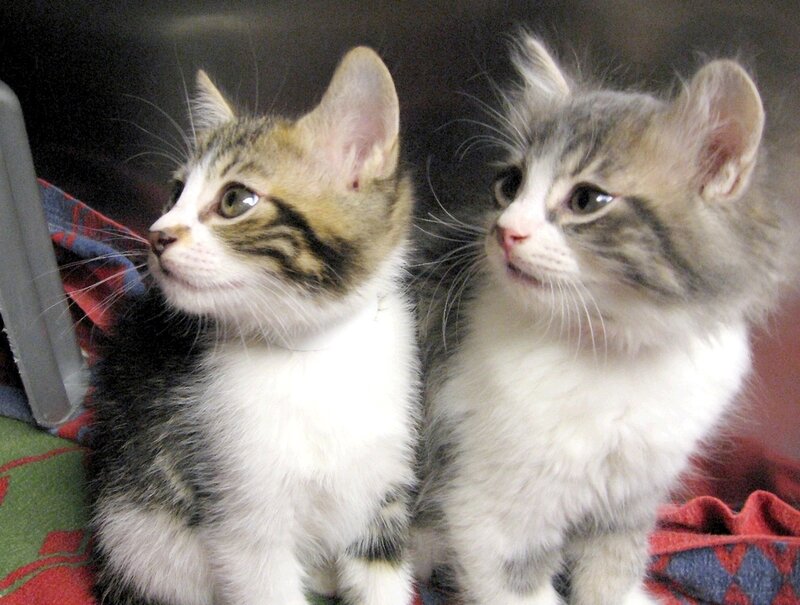 Two Tabby Kittens — White, Calm