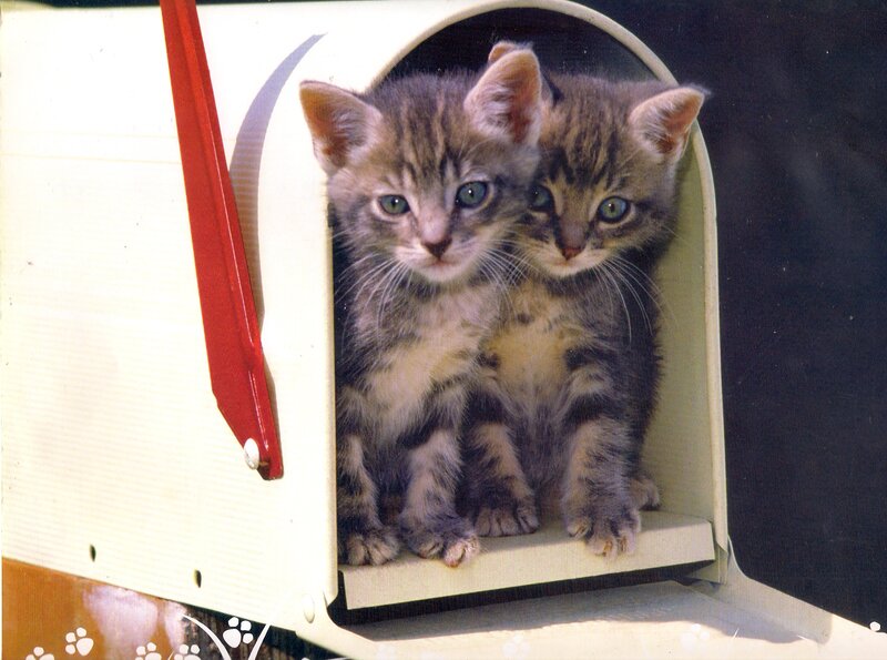 Two Tabby Kittens — White, Curious, Afternoon