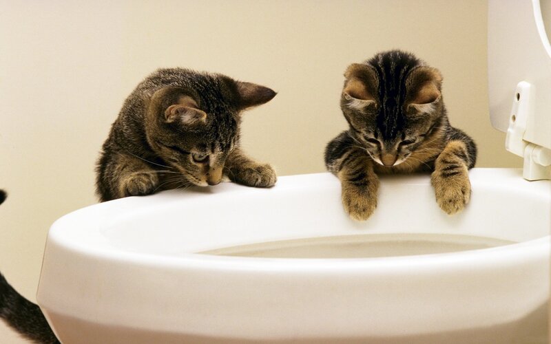 Two Tabby Kittens — White, Curious
