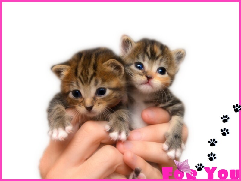 Two Tabby Kittens — White, Cute
