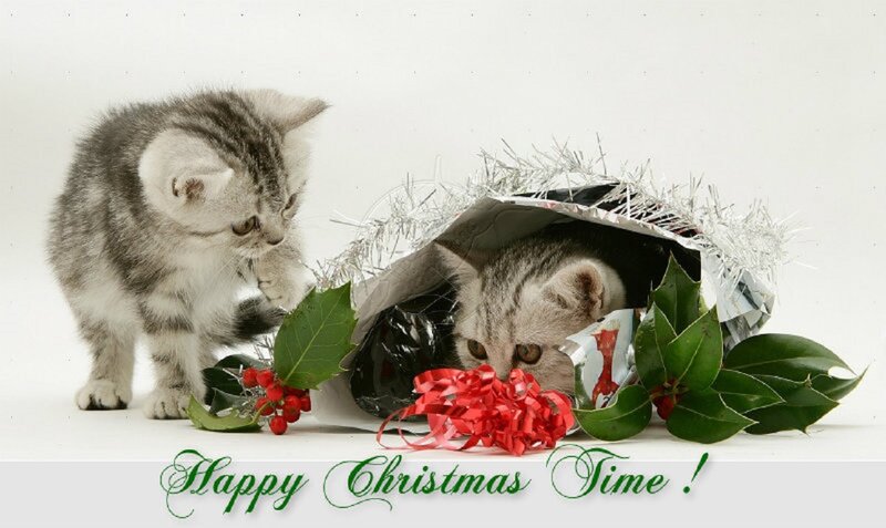 Two Tabby Kittens — White, Festive