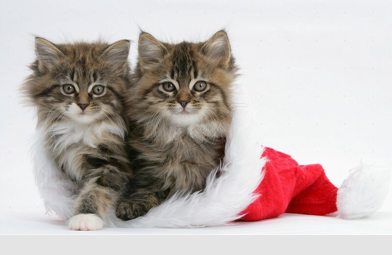Two Tabby Kittens — White, Innocent
