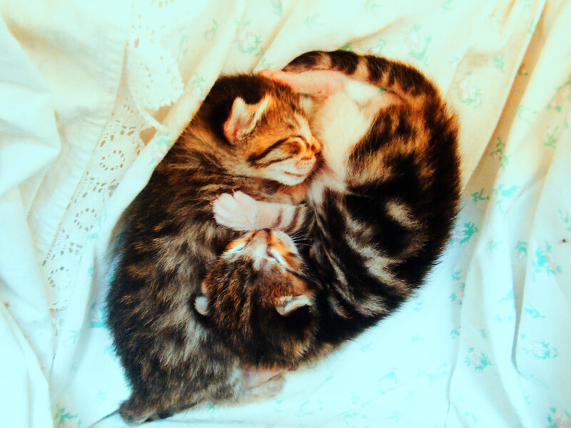 Two Tabby Kittens — White, Peaceful