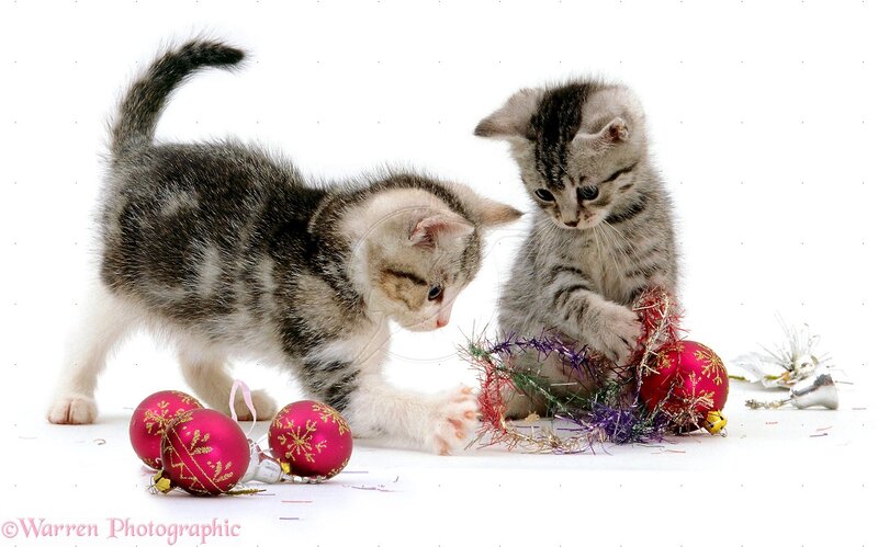 Two Tabby Kittens — White, Playful