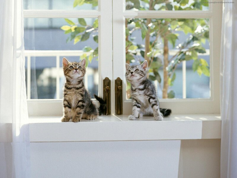 Two Tabby Kittens — White