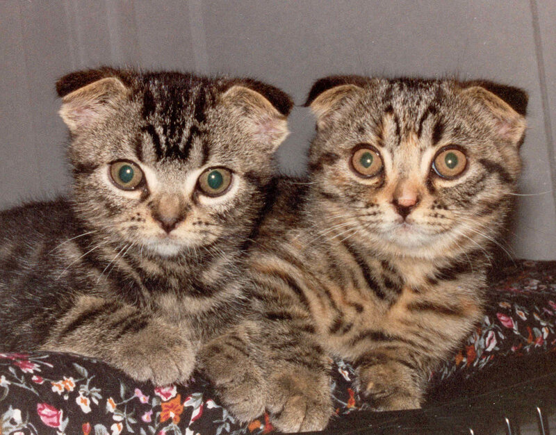 two tabby kittens with folded ears