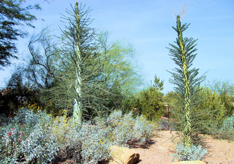 Two Tall Cacti in Desert