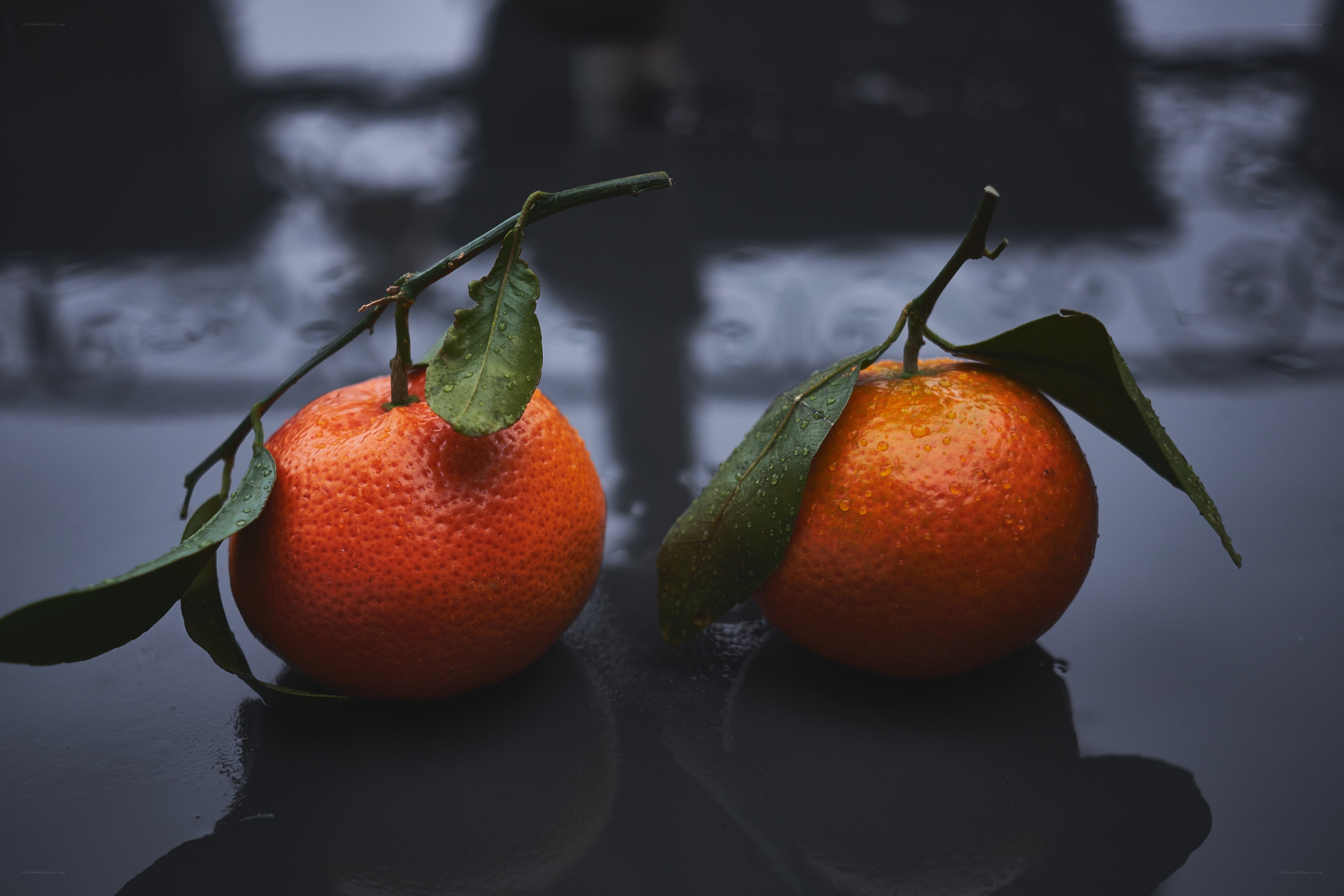 Two tangerines with leaves