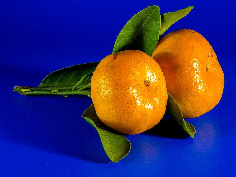 Two tangerines with leaves