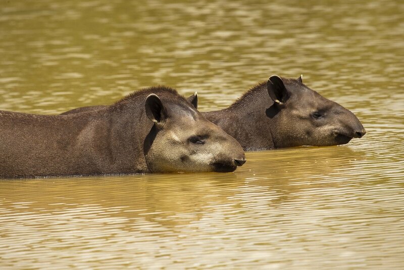 Two Tapirs in Water