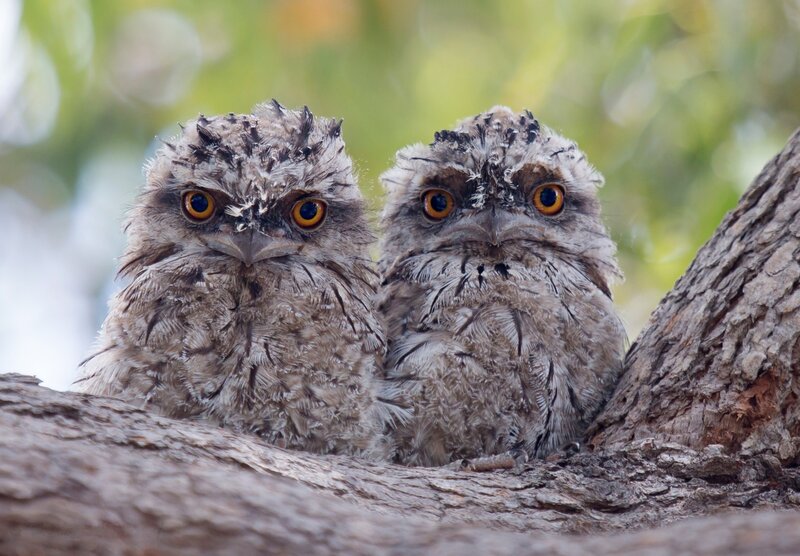 Two Tawny Frogmouth Chicks