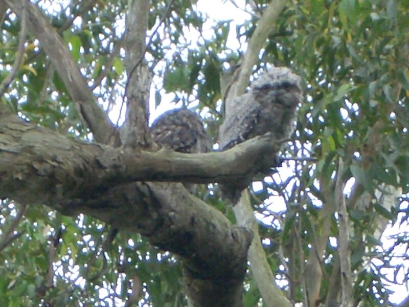 Two Tawny Frogmouths