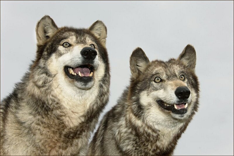 Two Taxidermied Wolves