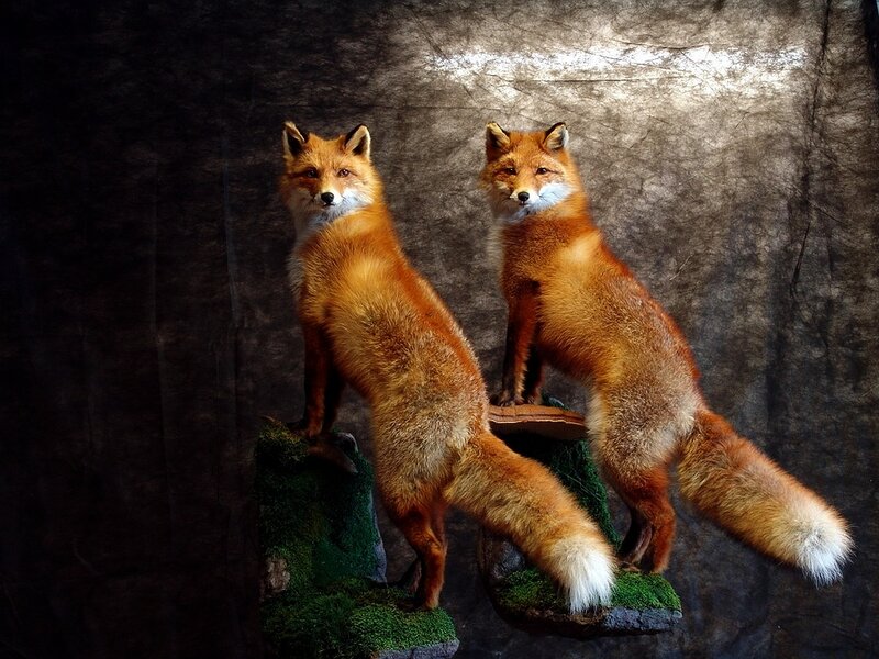 Two taxidermy foxes on mossy rocks