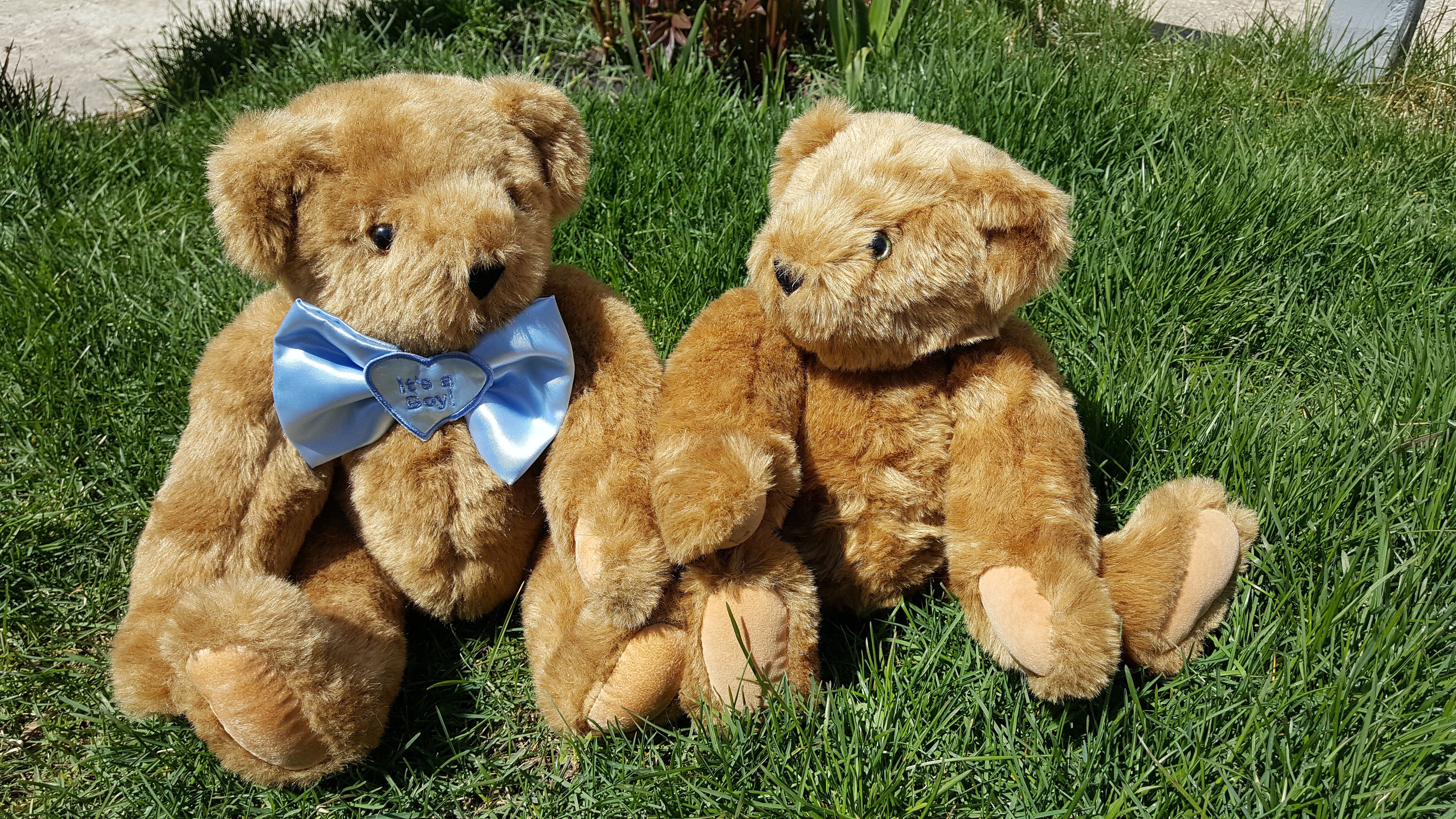 Two teddy bears on grass