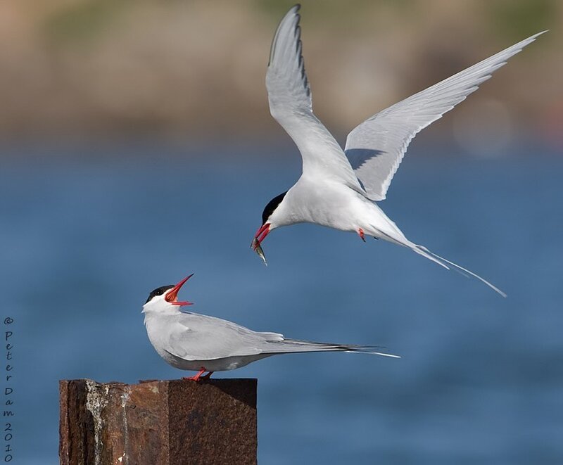 Two Tern Birds — Blue