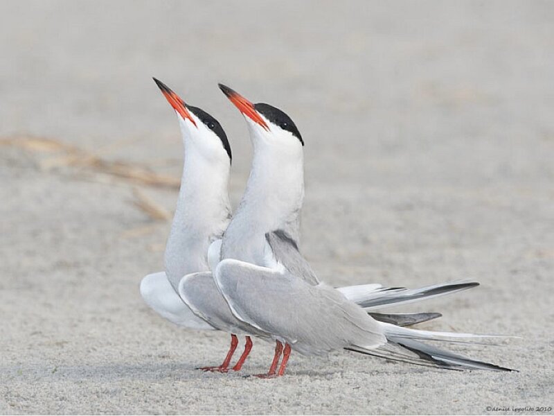 Two Tern Birds