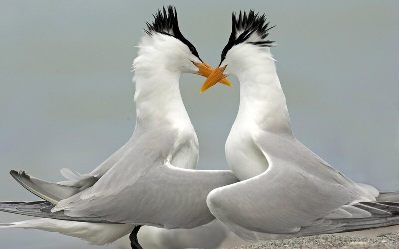 Two Tern Birds — White, Calm