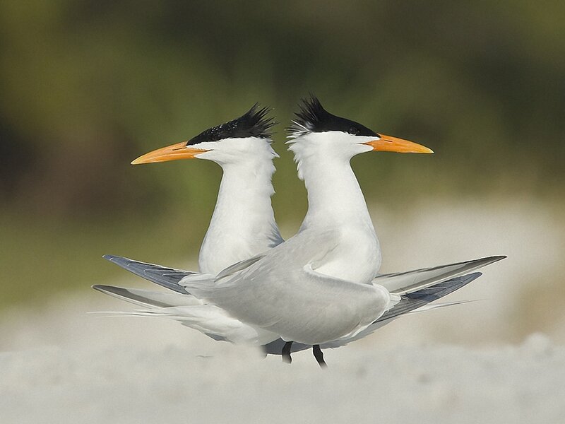 Two Tern Birds — White
